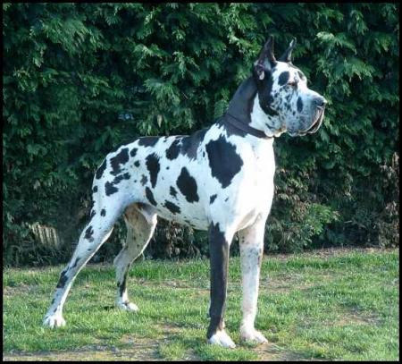 un dogue dans toute sans spendleur